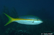 Ocyurus chrysurus lutjan a queue jaune-Bonaire 1000steps-24m-20180222-Denis-ADER-DSC_7472_tn